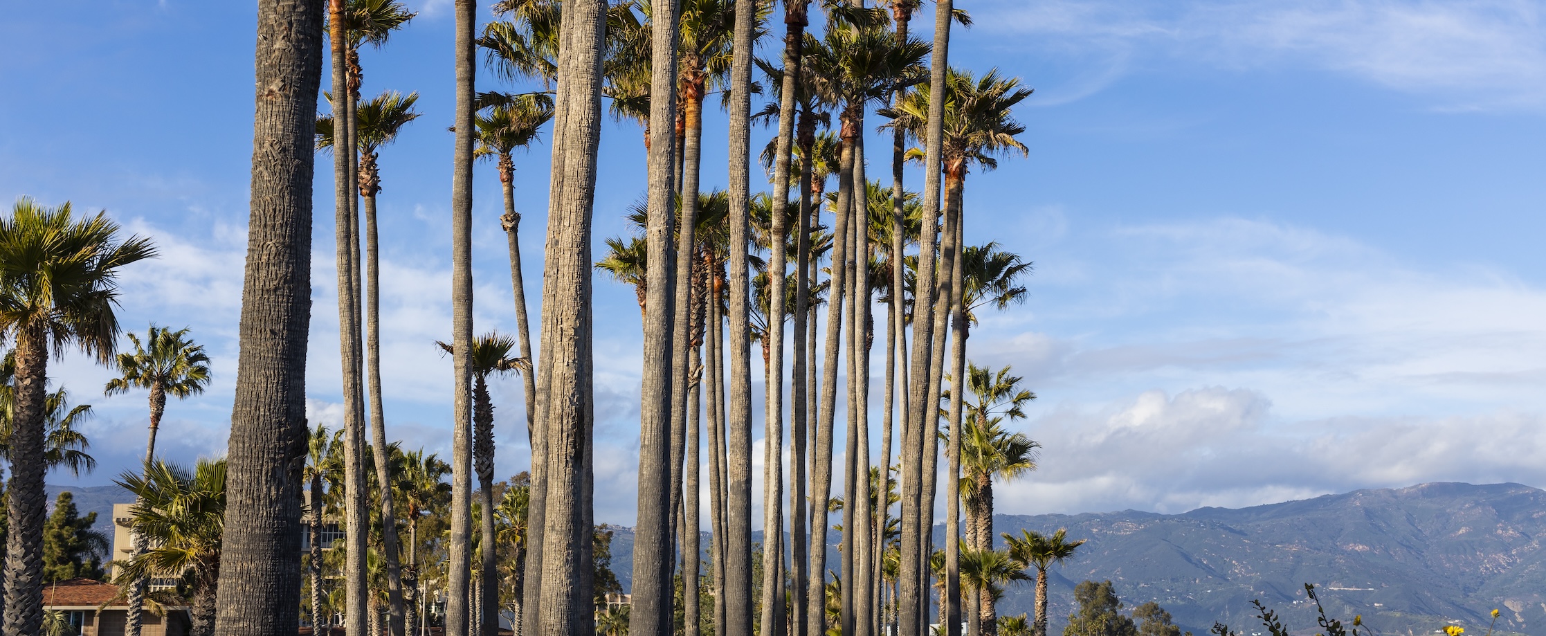 photo of palm trees on campus